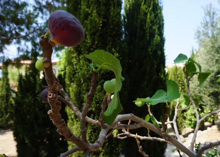 Limnaria Gardens Paphos, Near * بافوس