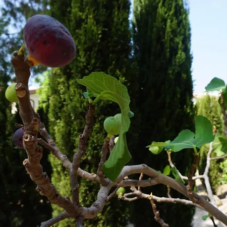 Limnaria Gardens Paphos, Near * 파포스